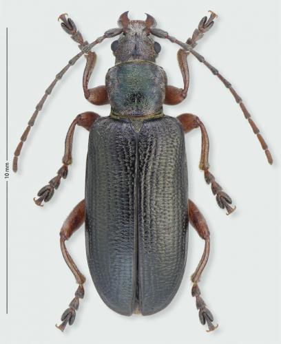 Plateumaris braccata